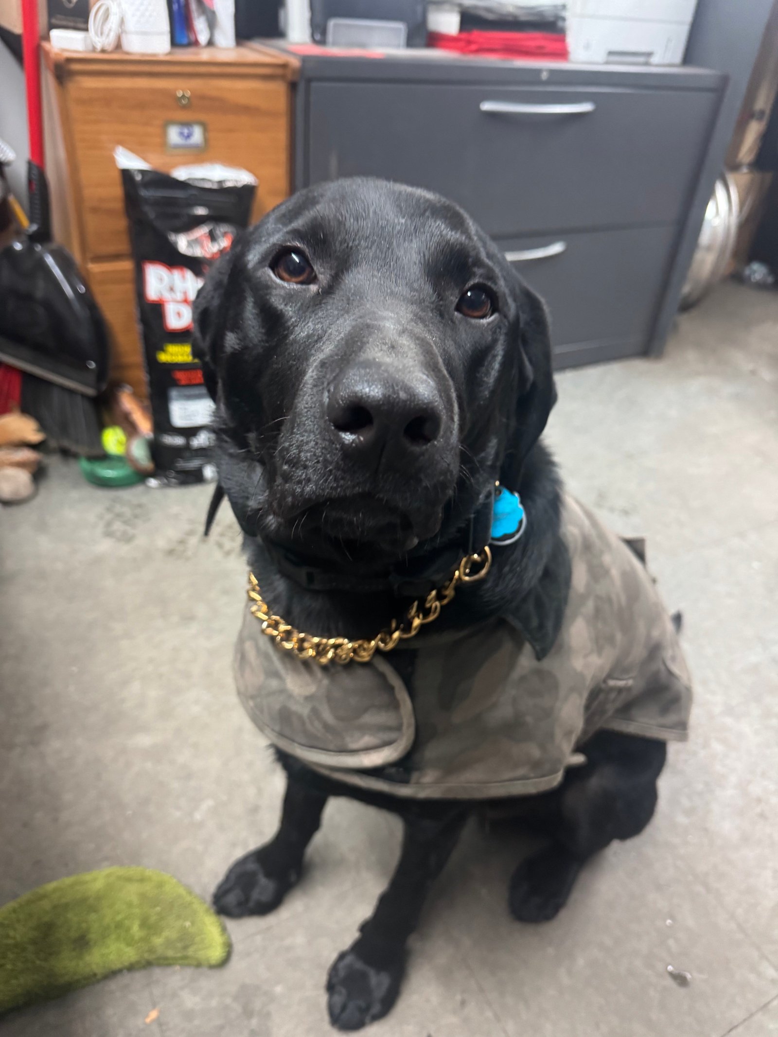 El Chapo - Shop Dog
